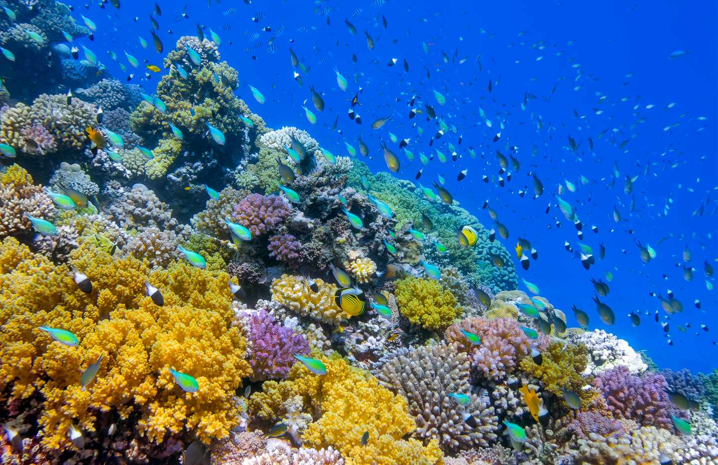 aegypten-rotes-meer-korallenriff-mit-fischen-g-1366807388.jpg