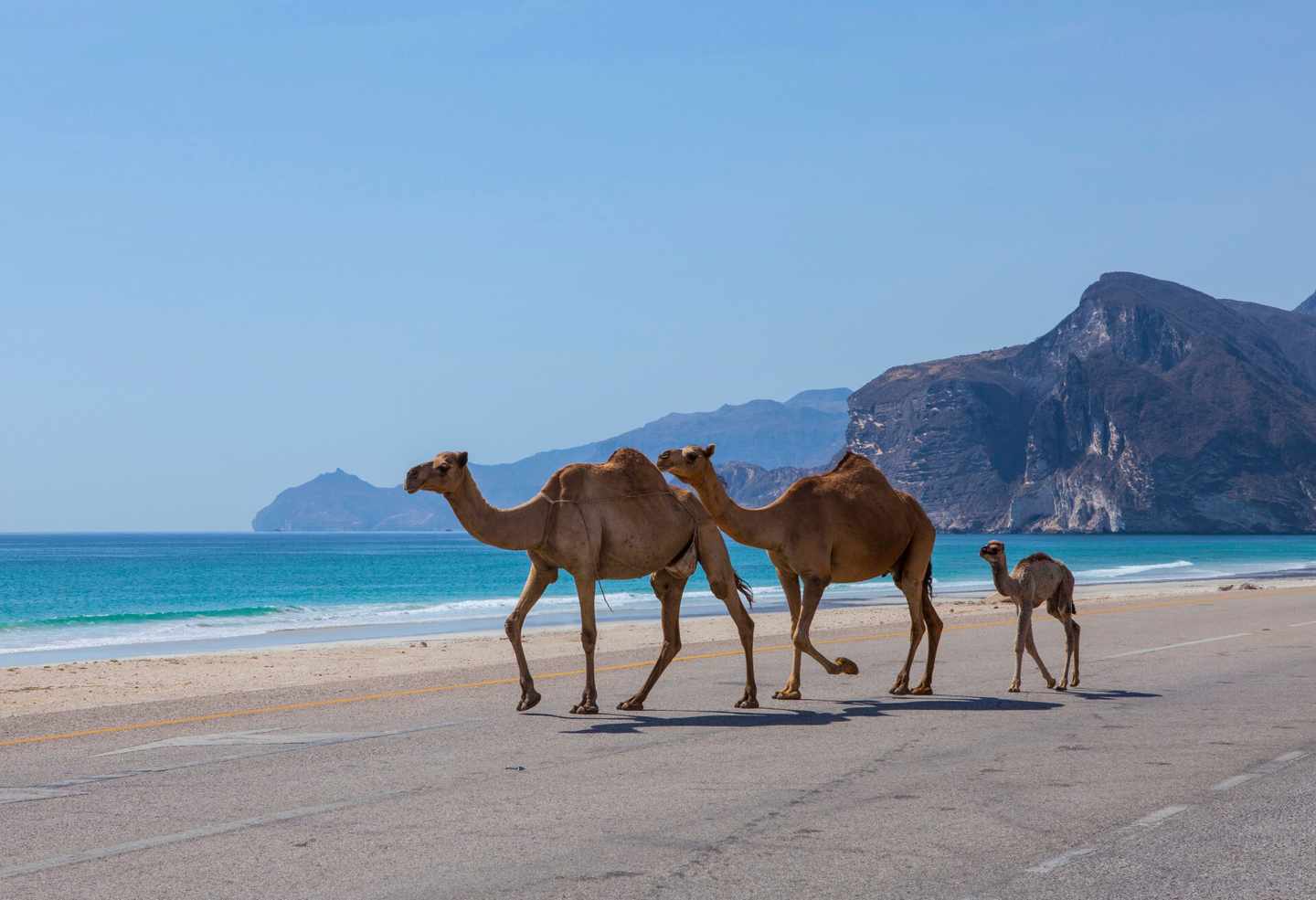 oman-salalah-dromedare-klein-g-505574254.jpg