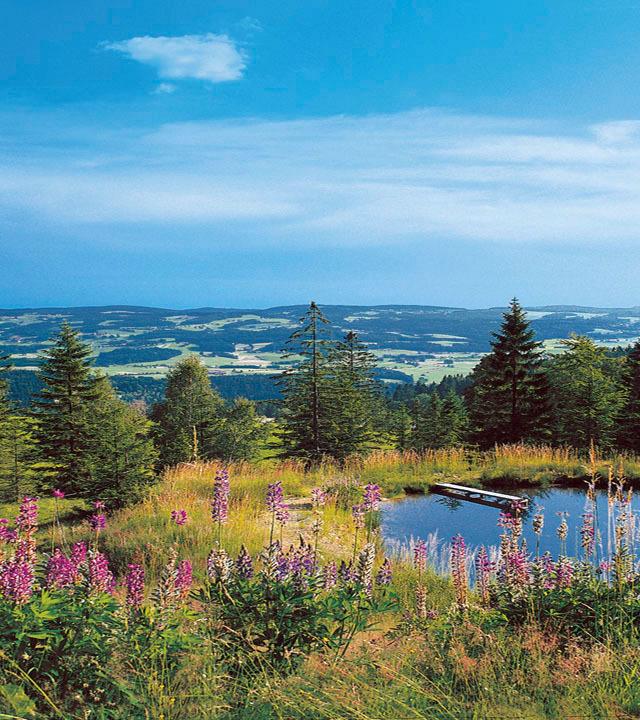 Bayerischer Wald