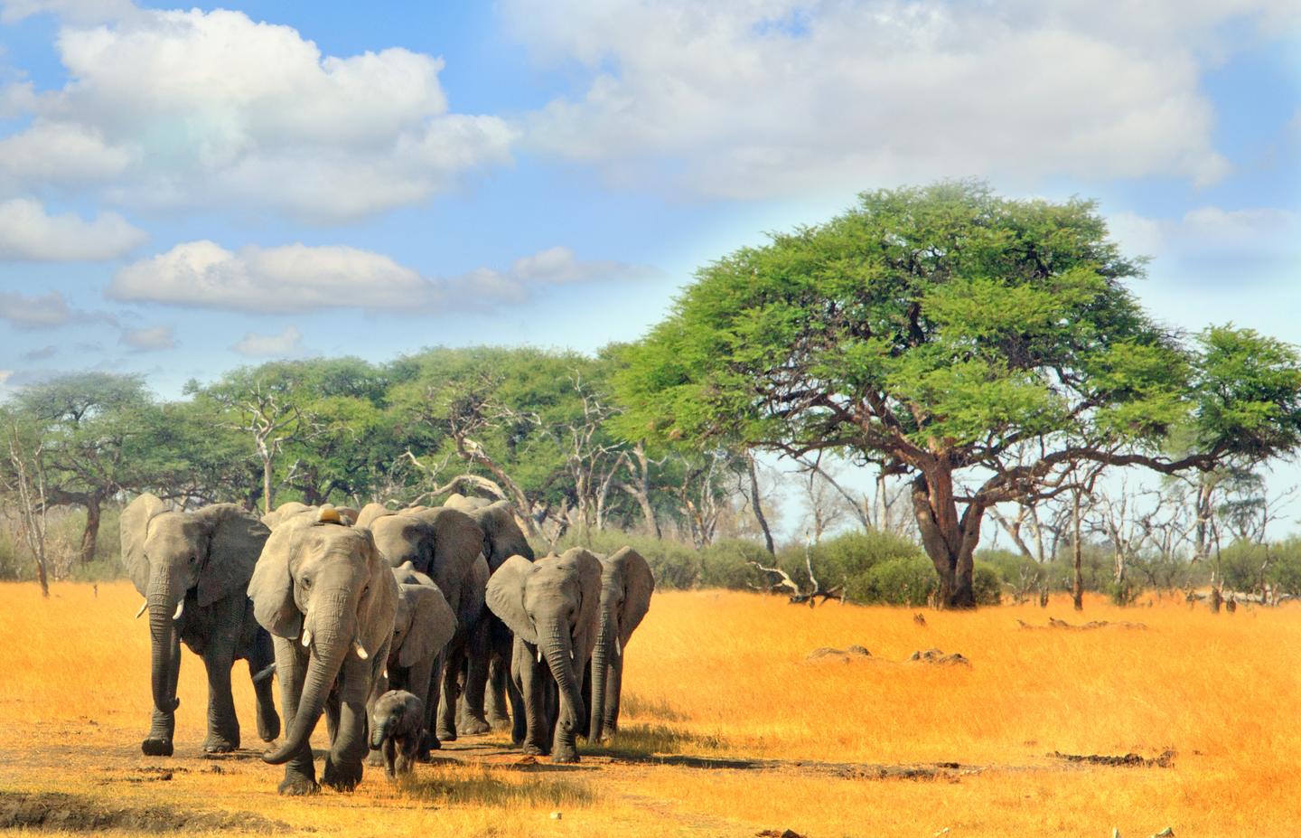 simbabwe-elefant-t-623911318.jpg