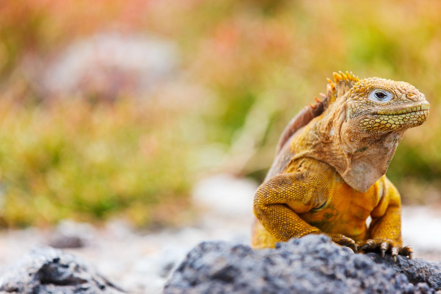 bltadd4ad26d6ac7c52-ecuador-galapagosinseln-leguan-t-472945514.jpg ecuador-galapagosinseln-leguan-t-472945514.jpg