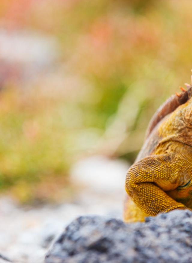 Galápagos Inseln