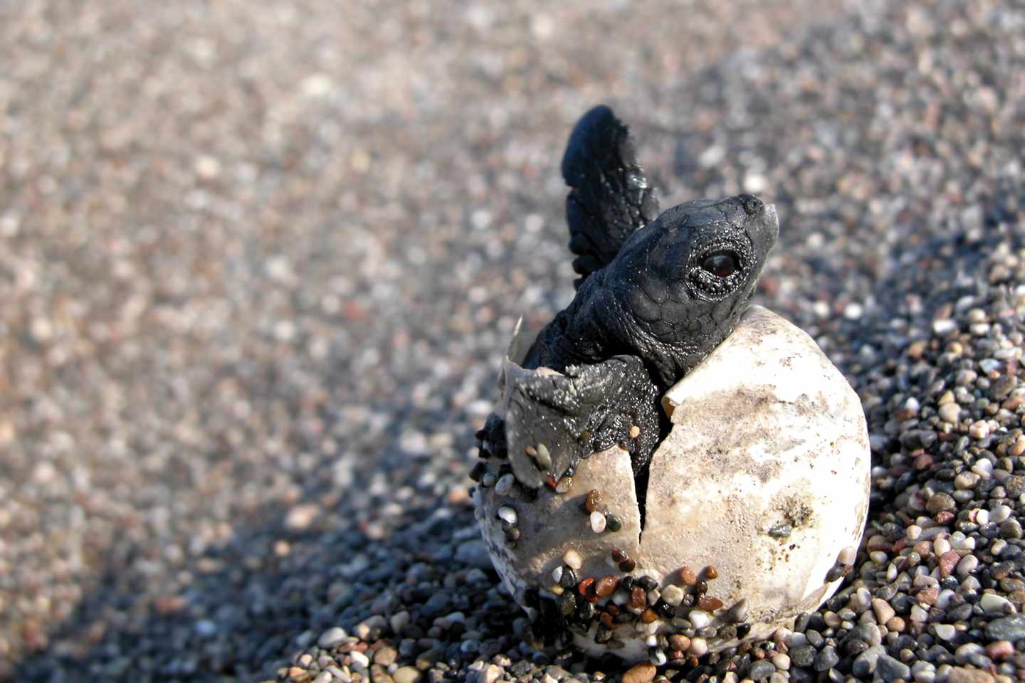 tuerkei-mugla-daylan-baby-schildkroeten-g-186827424.jpg