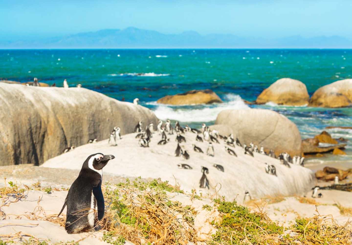 afrika-pinguine-g-467972626.jpg