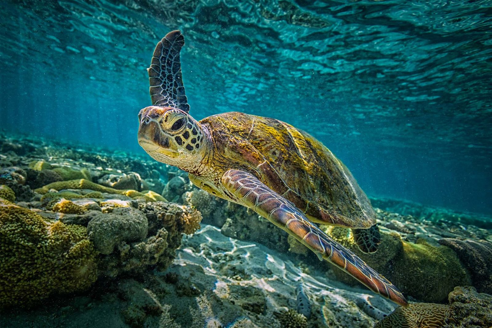 Schildkröte schwimmt unter Wasser