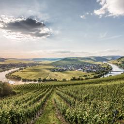deutschland-mosel-trittenheim-g-598556960.jpg
