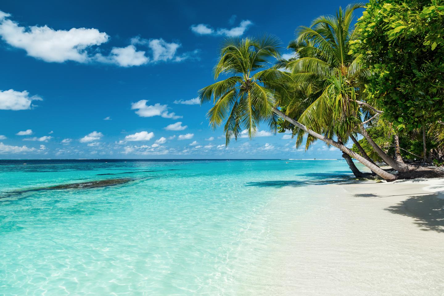 kokosnusspalme-am-strand-g-509488176.jpg