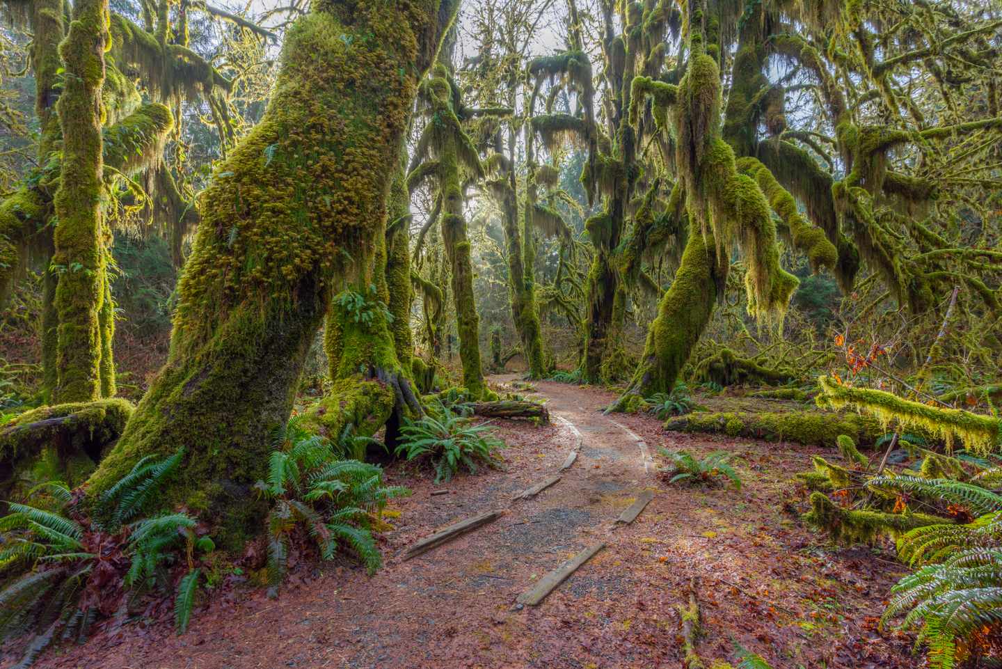 usa-washington-olympic-nationalpark-g-673180358.jpg
