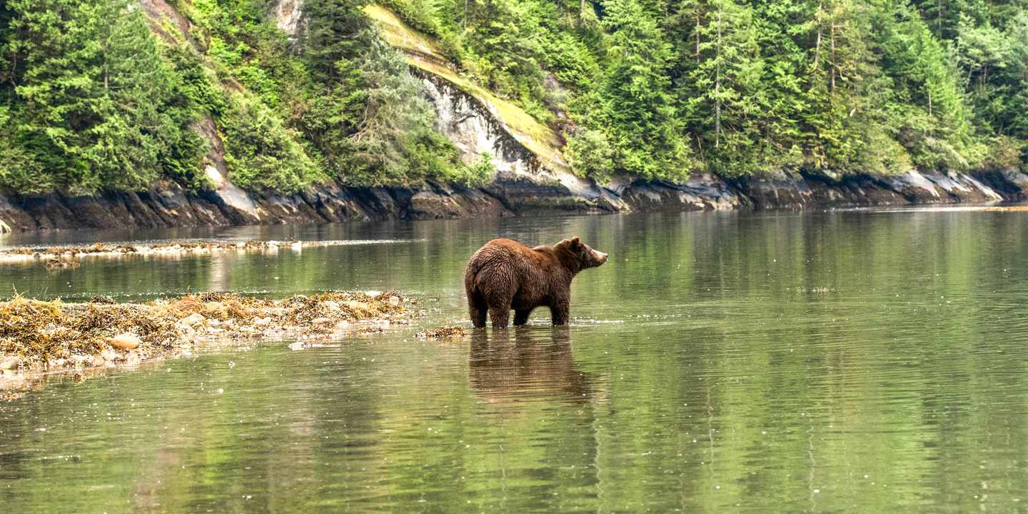 amerika-kanada-grizzly-g-1159485312.jpg