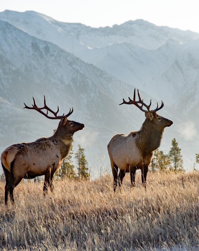 Zu den Angeboten Kanada Nationalpark