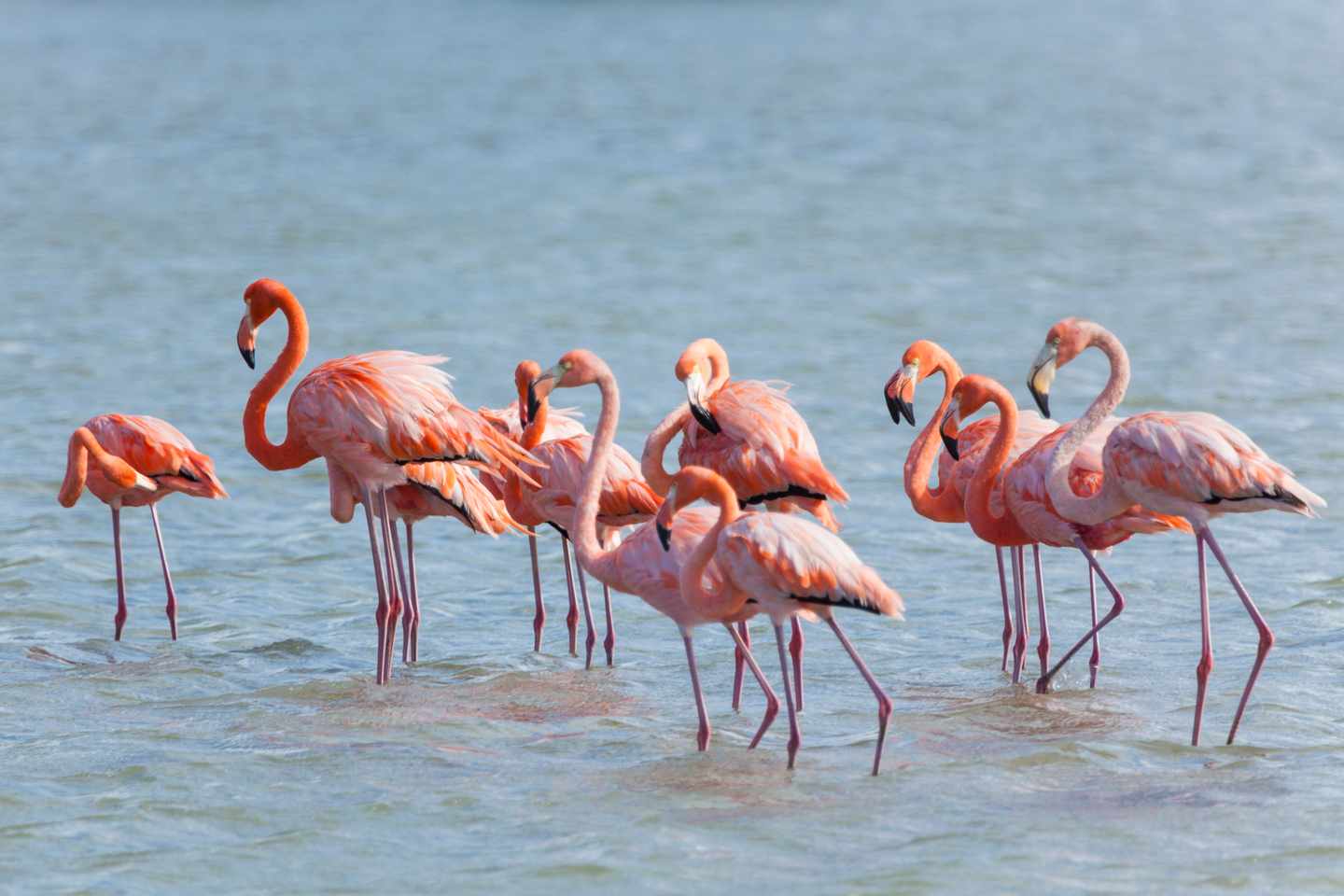 curacao-jan-kok-bucht-flamingos-g-2194221211.jpg