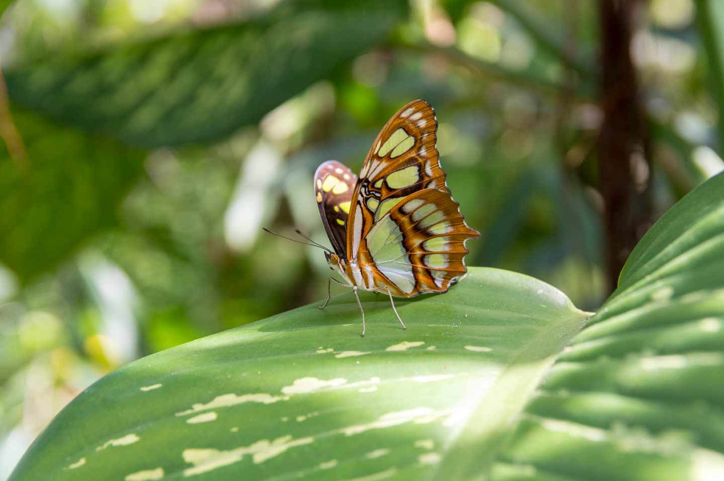 karibik-aruba-schmetterling-auf-tropischer-pflanze-g-1196059809.jpg