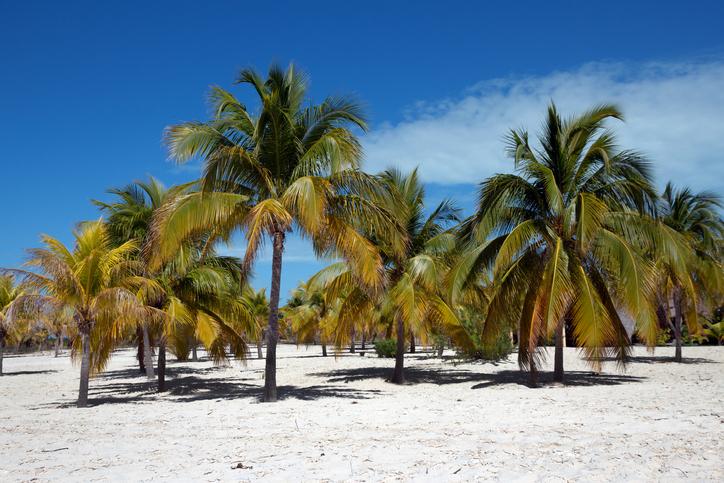 kuba-cayo-largo-del-sur-palmen-weisser-strand-g-470125134.jpg