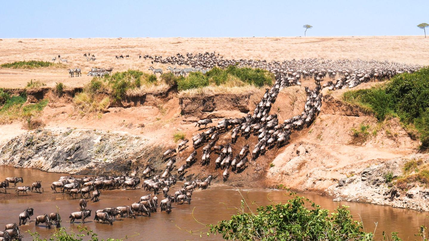 blt91bf443dc0c44723-afrika-masai-mara-gnuherde-ueberquert-fluss-g-1279734455.jpg afrika-masai-mara-gnuherde-ueberquert-fluss-g-1279734455.jpg