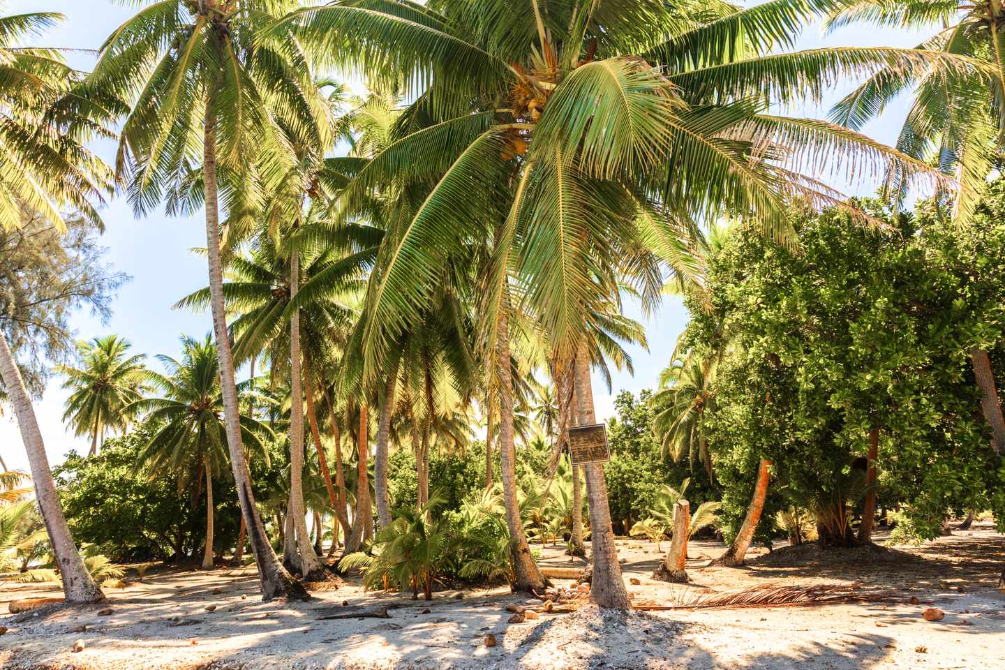 franzoesisch-polynesien-palmen-g-1480697962.jpg