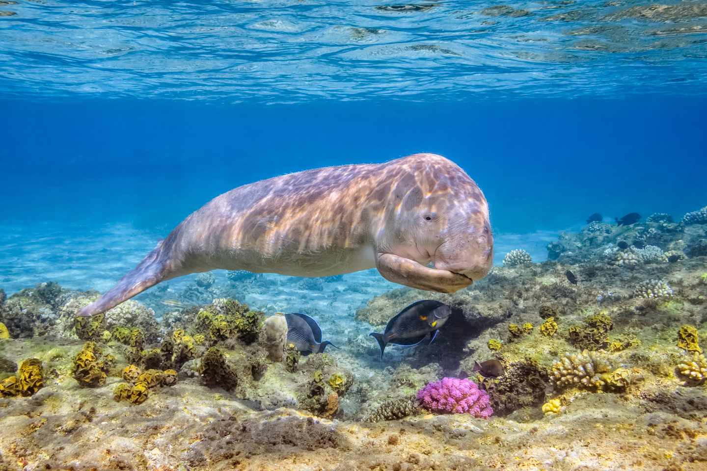Ägypen-Marsa-Alam-Dugong-g-505648816.jpg