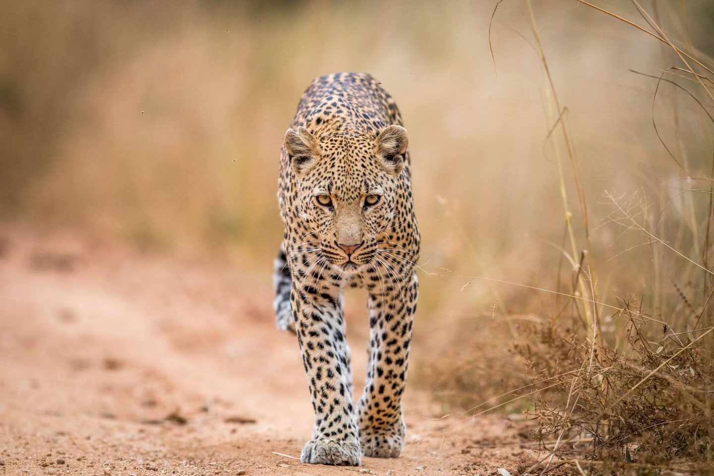 blte66f6c6e0c43f798-suedafrika-leopard-g-592671734.jpg Leopard