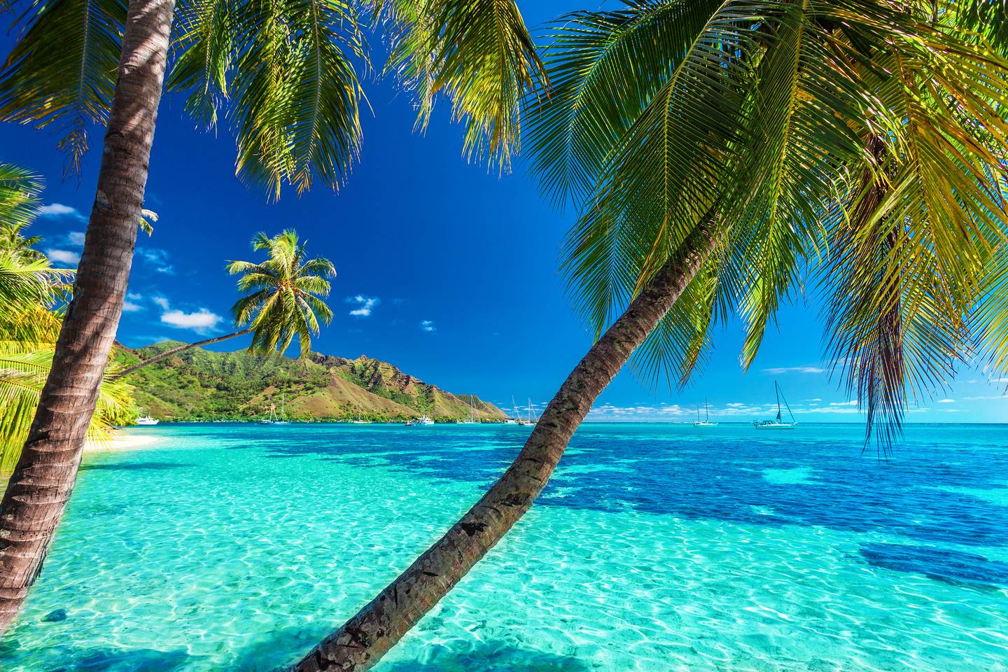 blt7180b9383706ffb7-franzoesisch-polynesien-tahiti-palmen-meer-t-522726364.jpg franzoesisch-polynesien-tahiti-palmen-meer-t-522726364.jpg