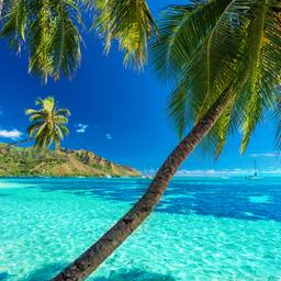 franzoesisch-polynesien-tahiti-palmen-meer-t-522726364.jpg