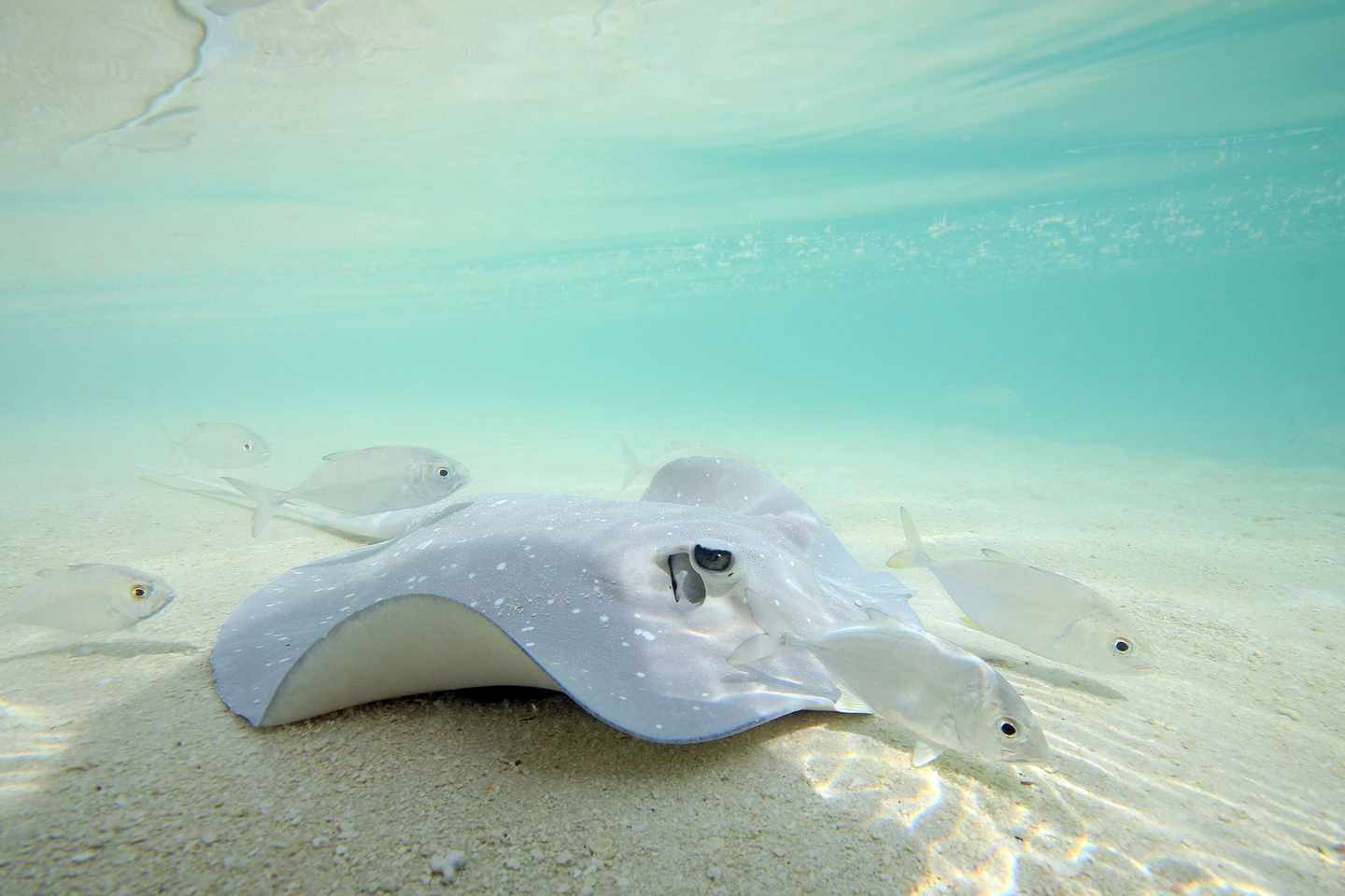 malediven-schnorcheln-stachelrochen-im-flachen-wasser-am-ari-atoll-g-1352933643.jpg