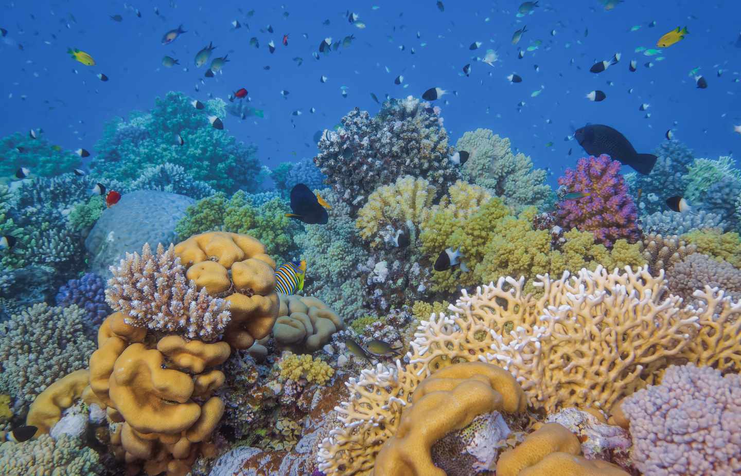 aegypten-marsa-alam-unterwasser-g-1366807394.jpg