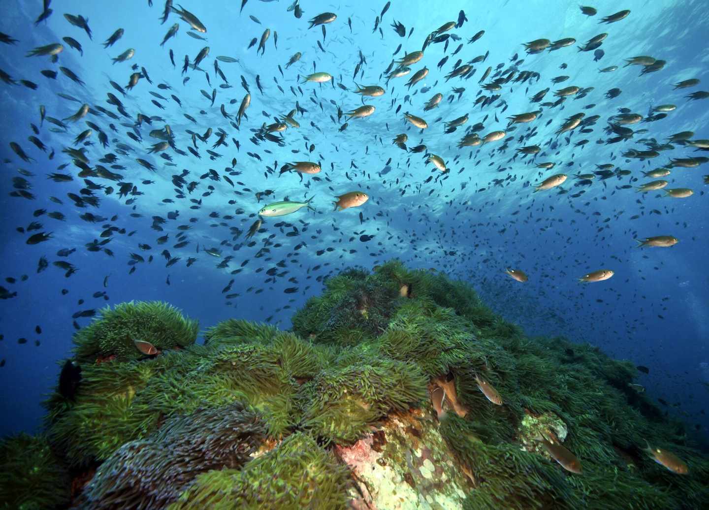 thailand-fische-unterwasser-t-152959724.jpg
