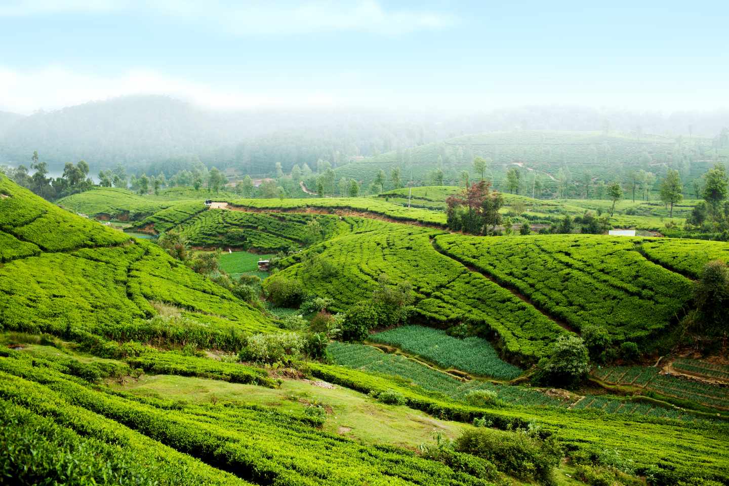 sri-lanka-nurawa-eliya-teeplantage-g-185261058.jpg
