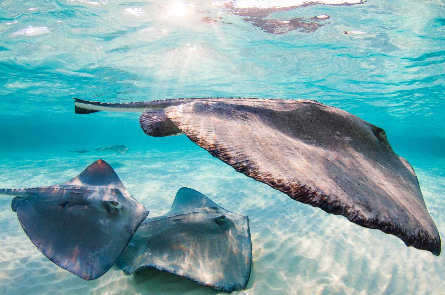cayman-islands-tauchen-rochen-t-506599020.jpg