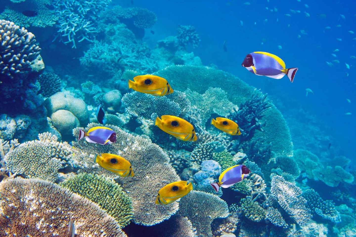 mauritius-vs-malediven-tauchen-schnellcheck-malediven-g-880556730.jpg
