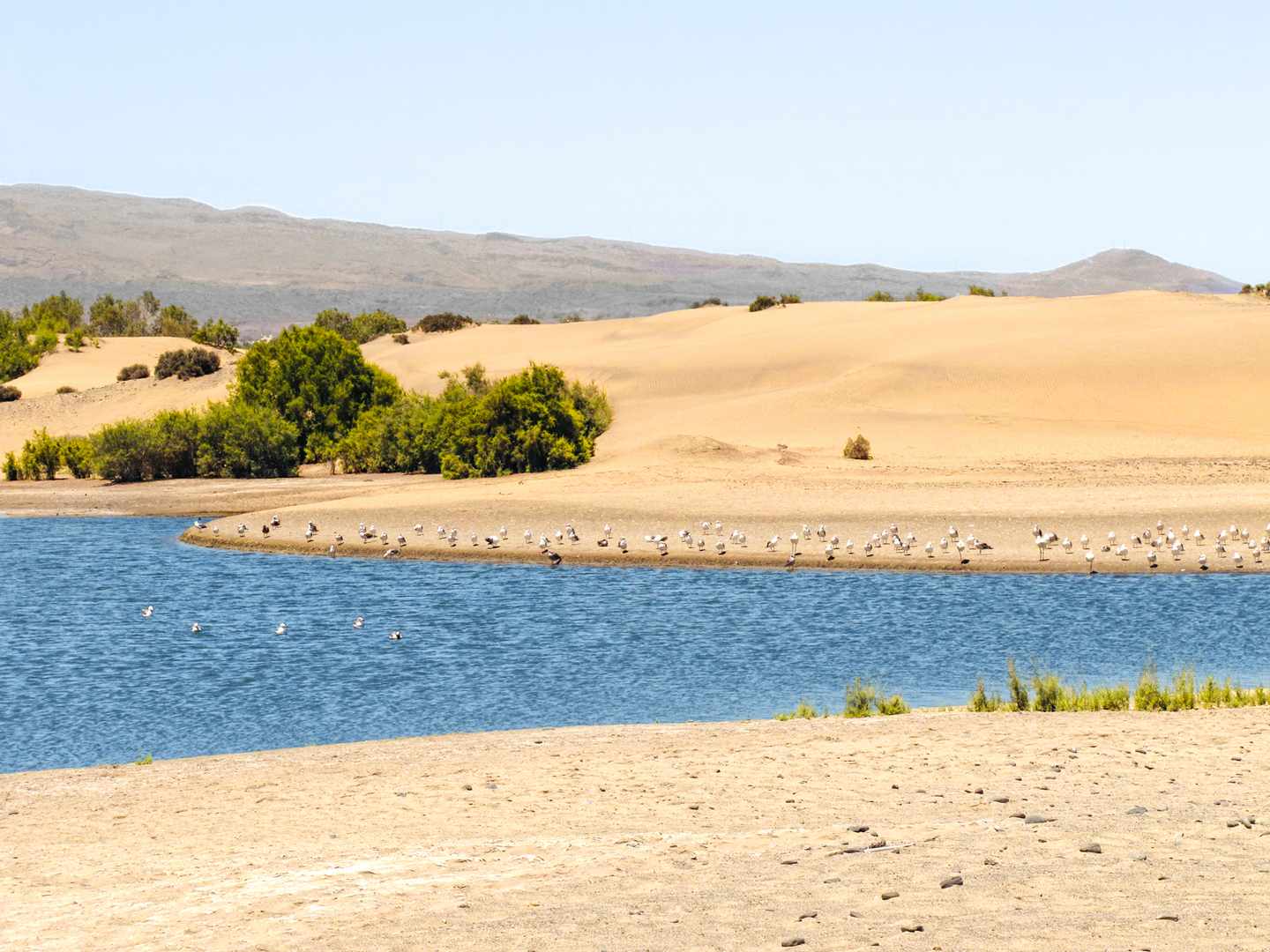 spanien-kanaren-gran-canaria-maspalomas-g-175507486.jpg