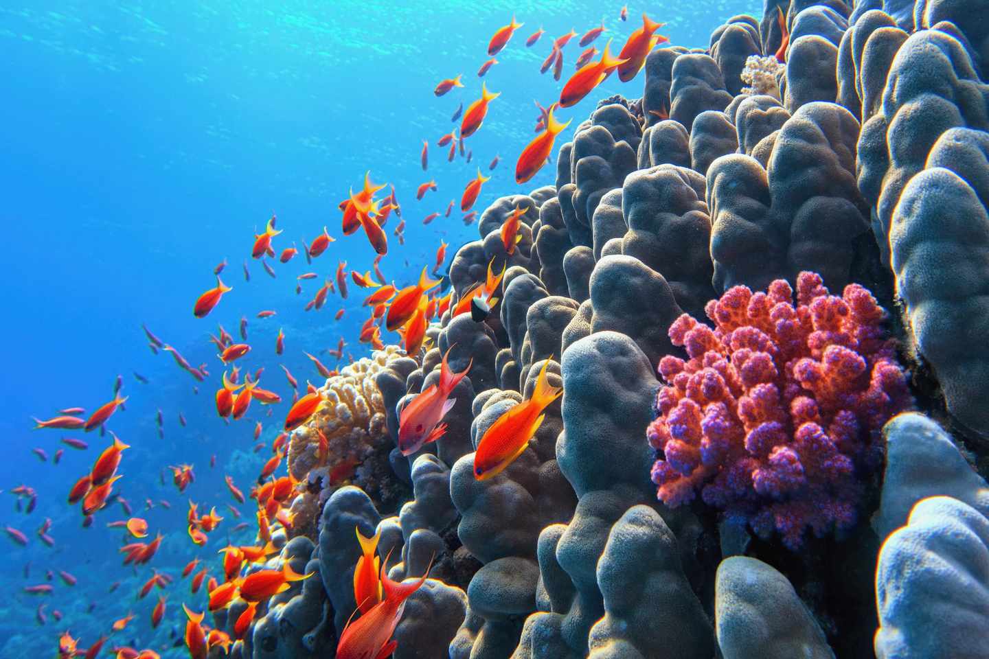 blt493d7281afb658b9-australien-tropical-north-queensland-g-2014857850.jpg GBR