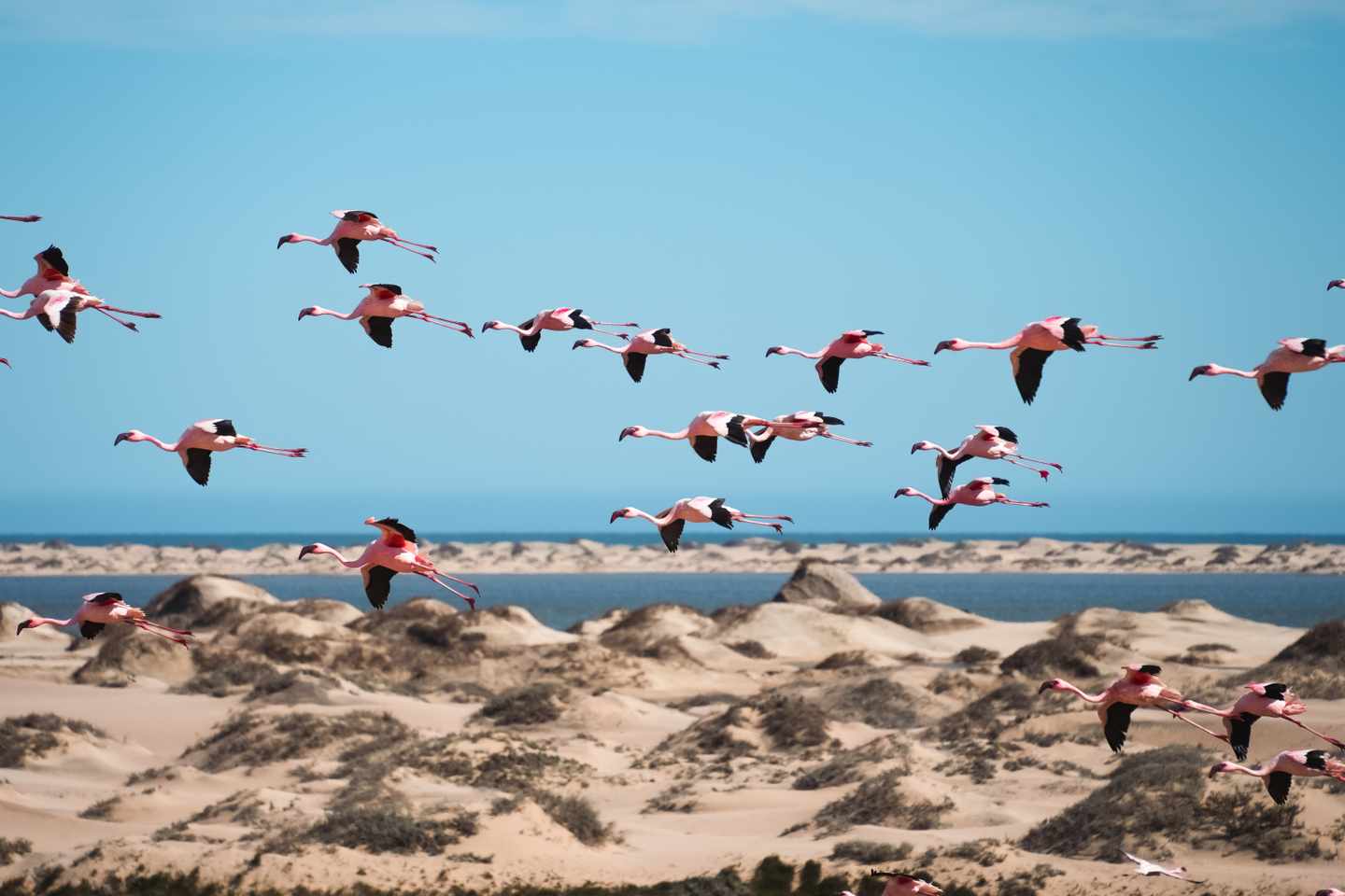 namibia-flamingos-walvis-bay-g-1548293106.jpg