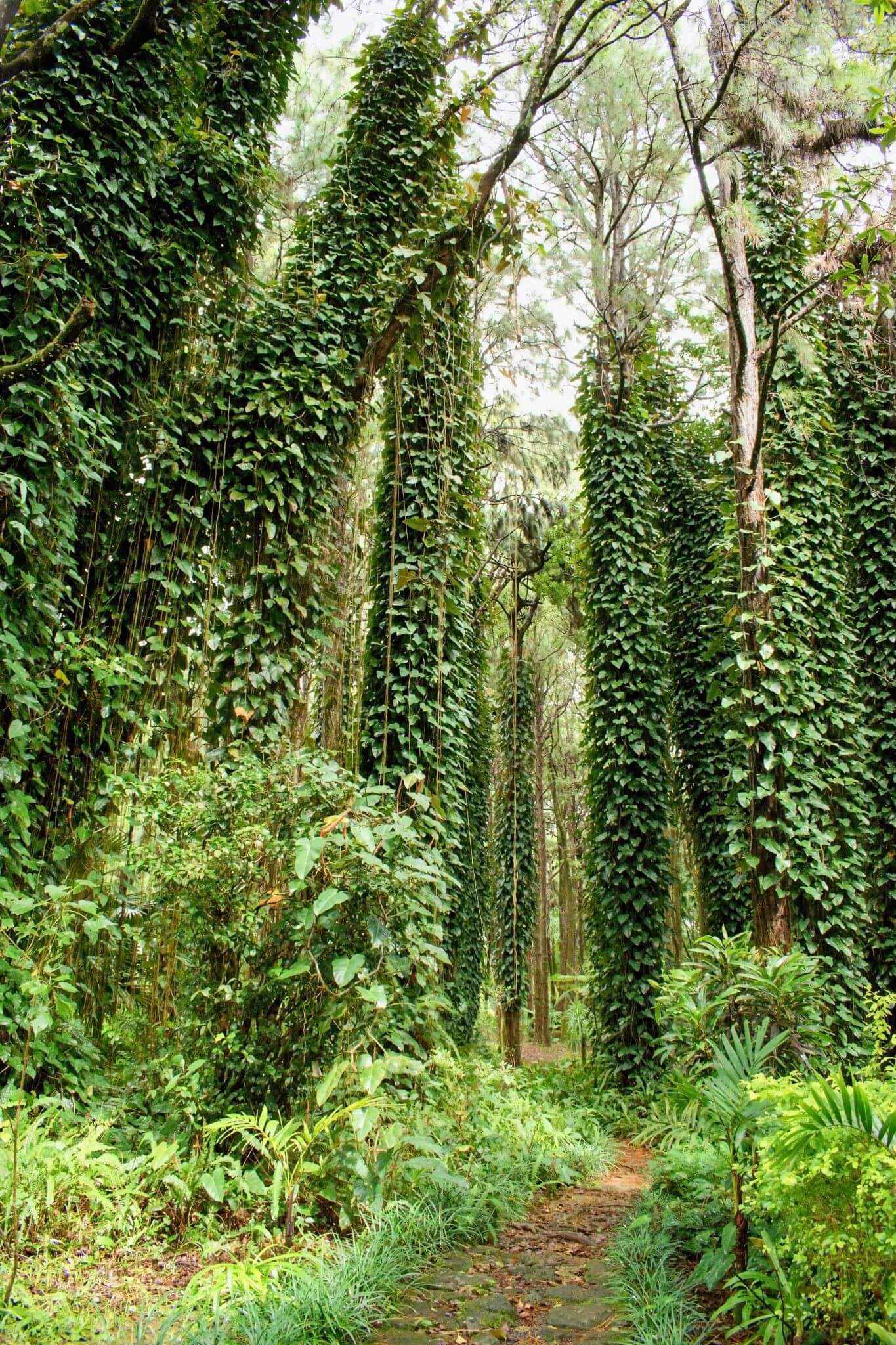 blt2ff9a97cf8b5f57c-mauritius-chamarel-regenwald-g-1222534403__2_.jpg Chamarel Natur