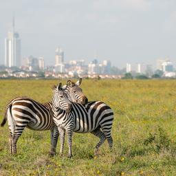 Hotel Nairobi