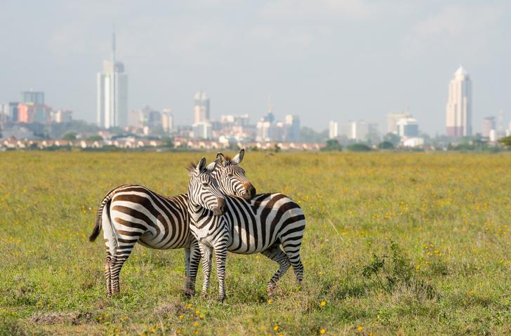 kenia-nairobi-zebras-g-1051511244.jpg