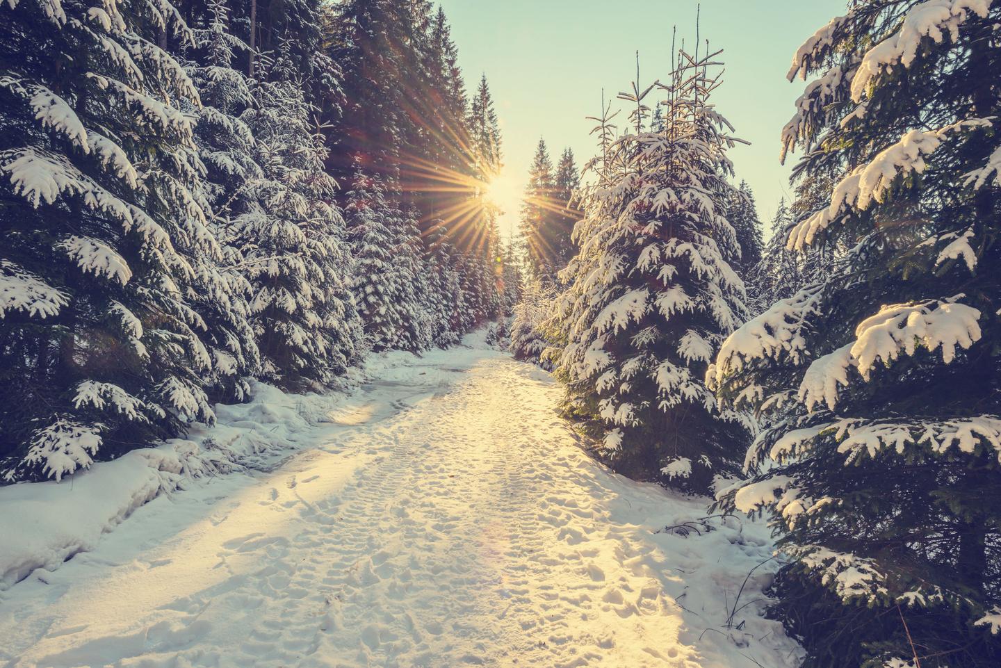 oesterreich-verschneiter-wald-t-615101076.jpg