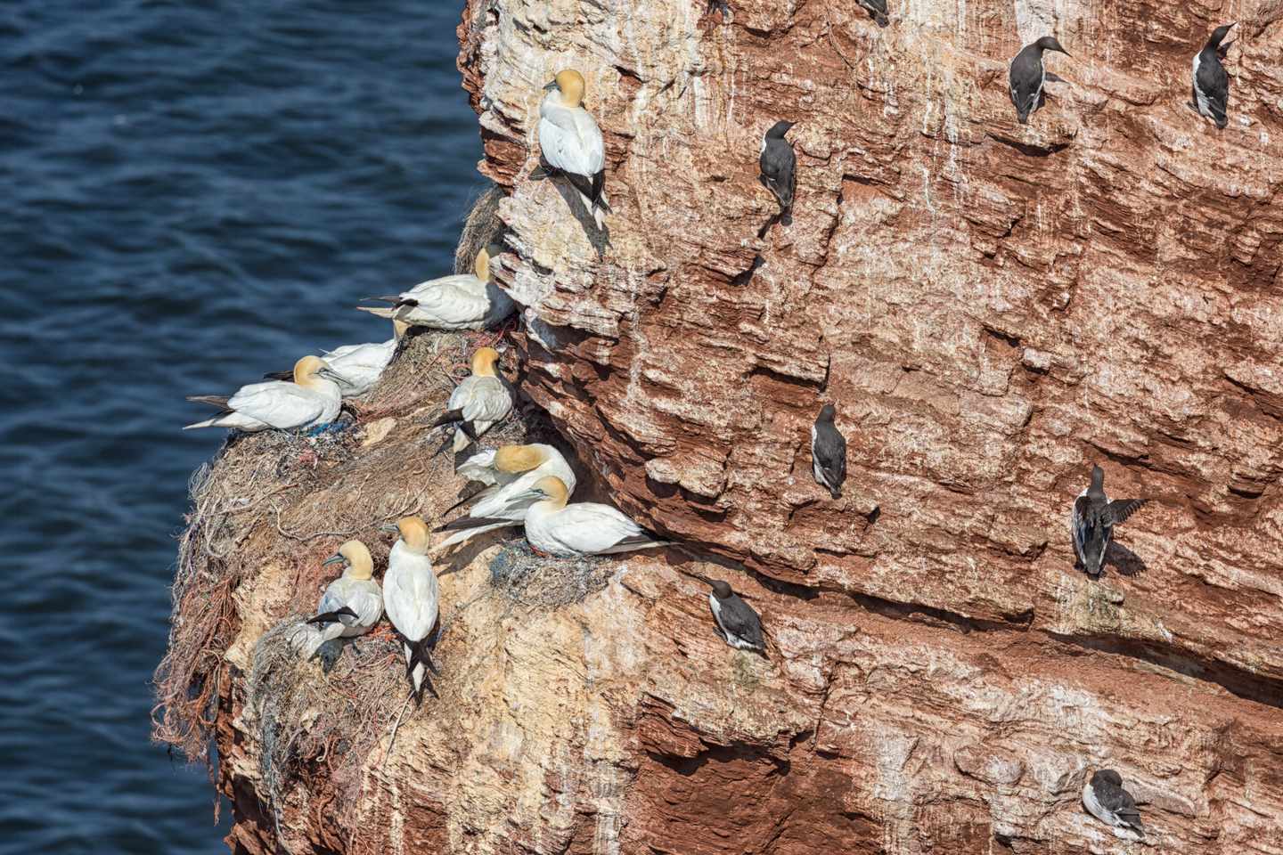 nordsee-helgoland-seevögel-klein-g-935665286.jpg