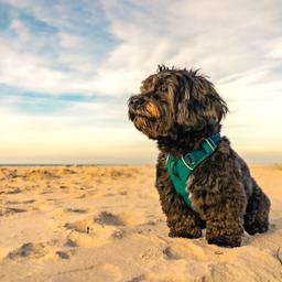deutschland-fischland-darss-ostsee-strand-hund-g-1364907453.jpg