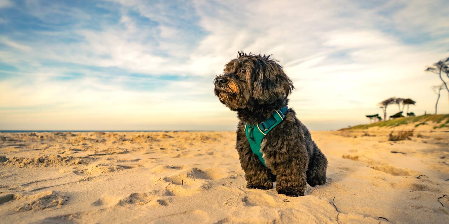 blt39651a8c6e338fc1-deutschland-fischland-darss-ostsee-strand-hund-g-1364907453.jpg deutschland-fischland-darss-ostsee-strand-hund-g-1364907453.jpg