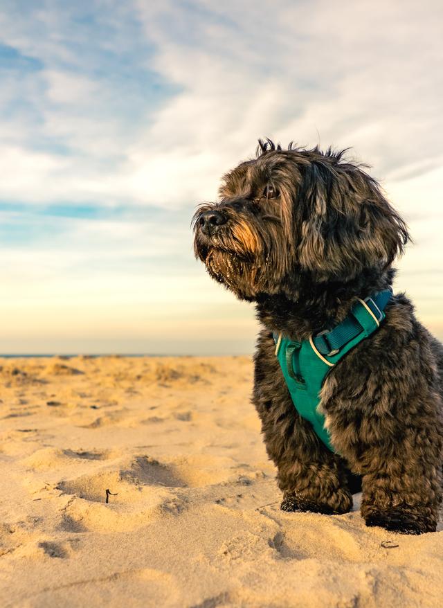 Urlaub mit Hund Ostsee deutschland-fischland-darss-ostsee-strand-hund-g-1364907453.jpg