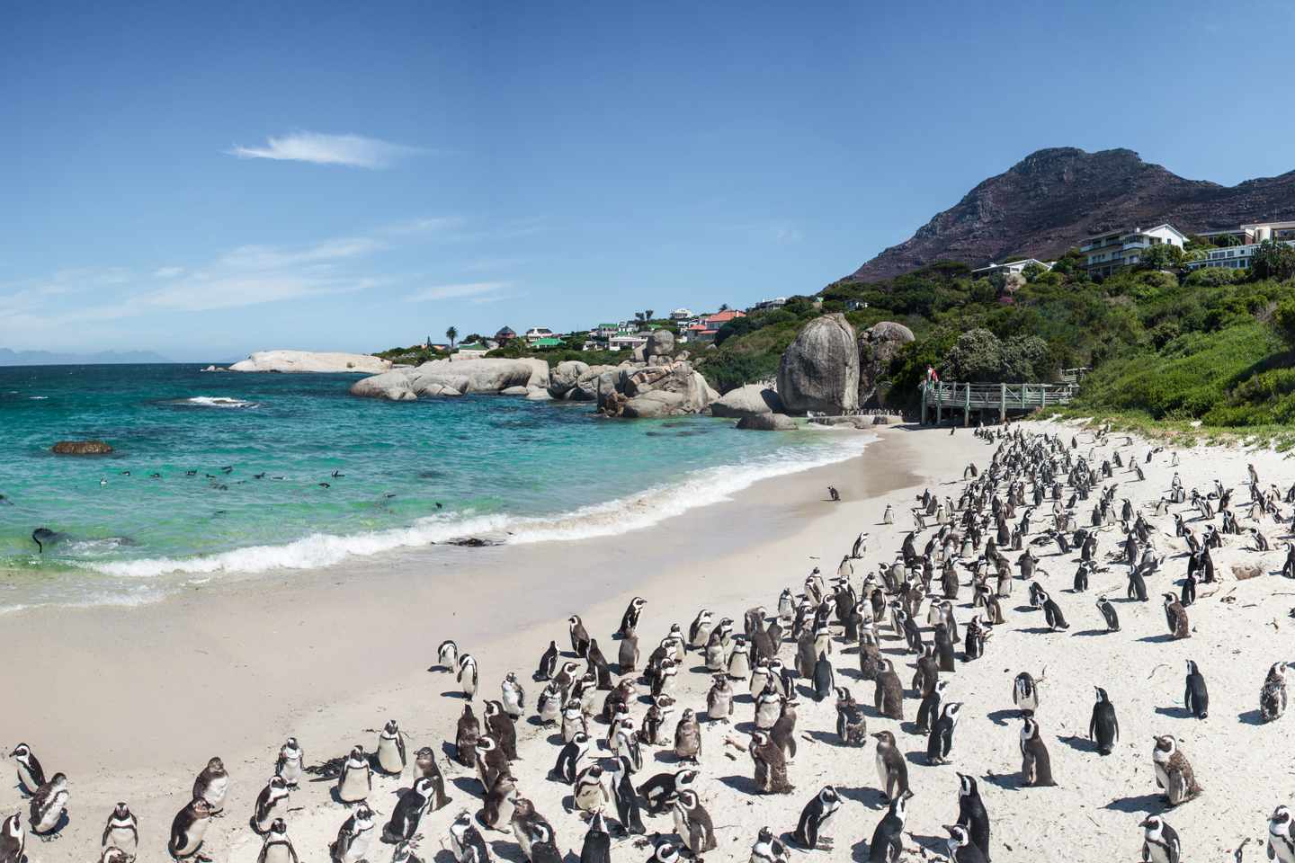 afrika-suedafrika-boulder-beach-g-505829816.jpg