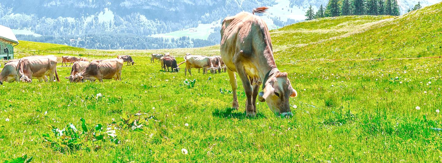 schweiz-alm-g-938085086.jpg