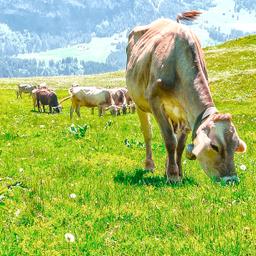 Urlaub Schweiz