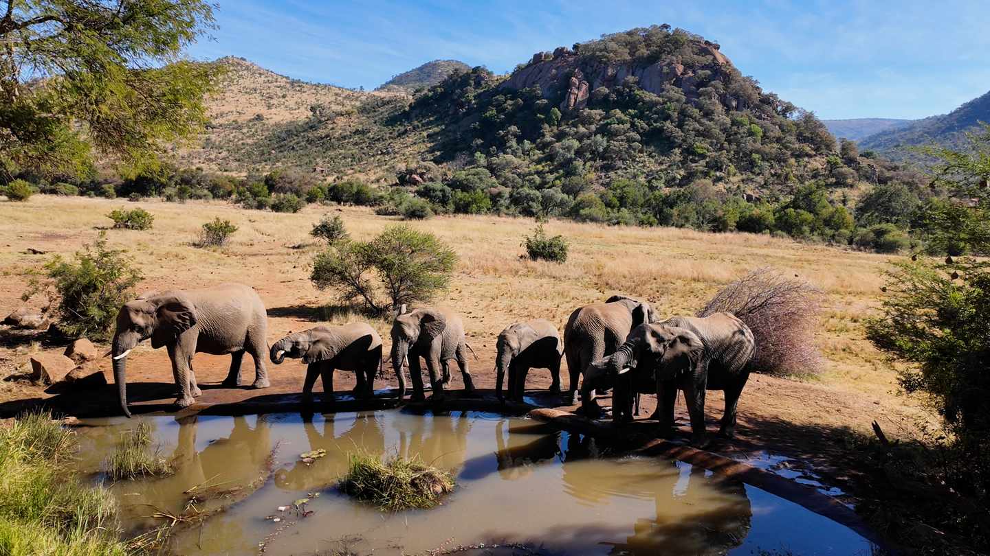 suedafrika-elefanten-pilanesberg-nationalpark-g-2160650427.jpg