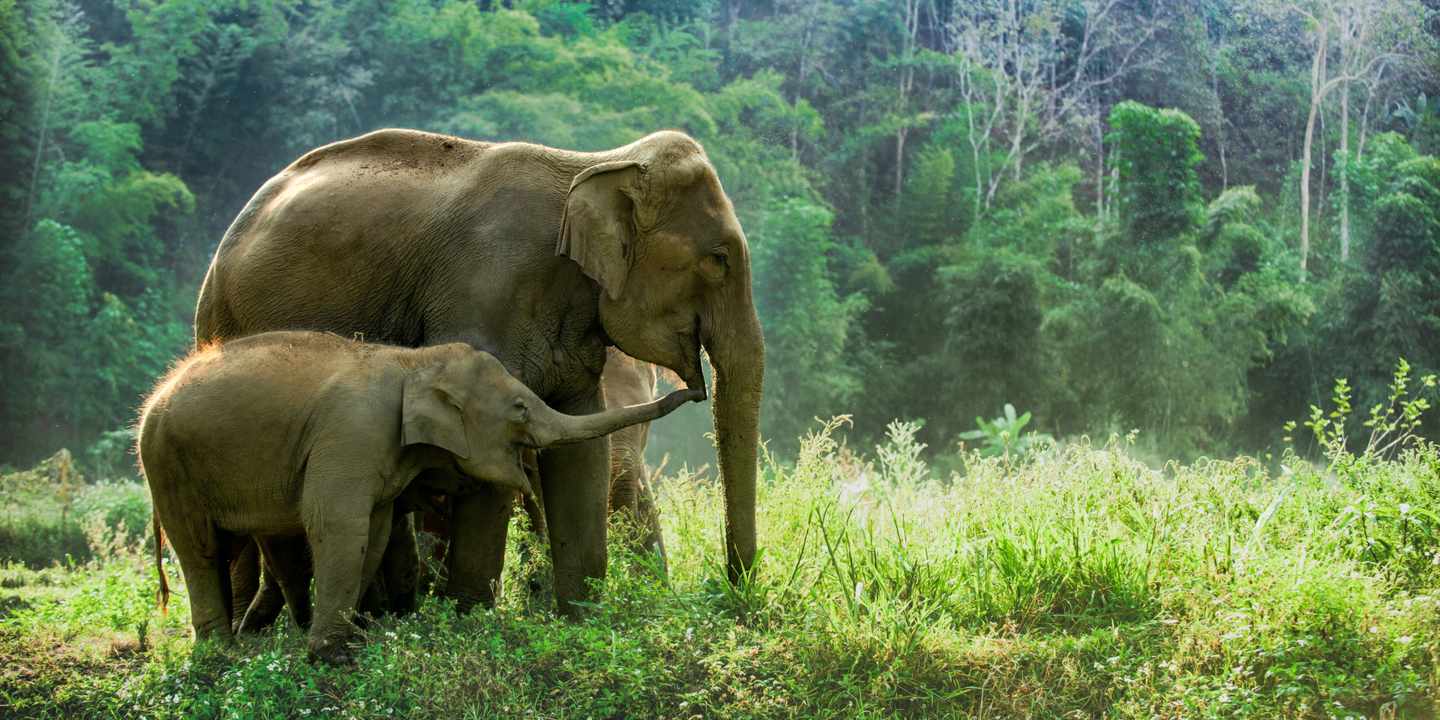 thailand-zwei-elefanten-auf-einer-wiese-g-1310944330.jpg