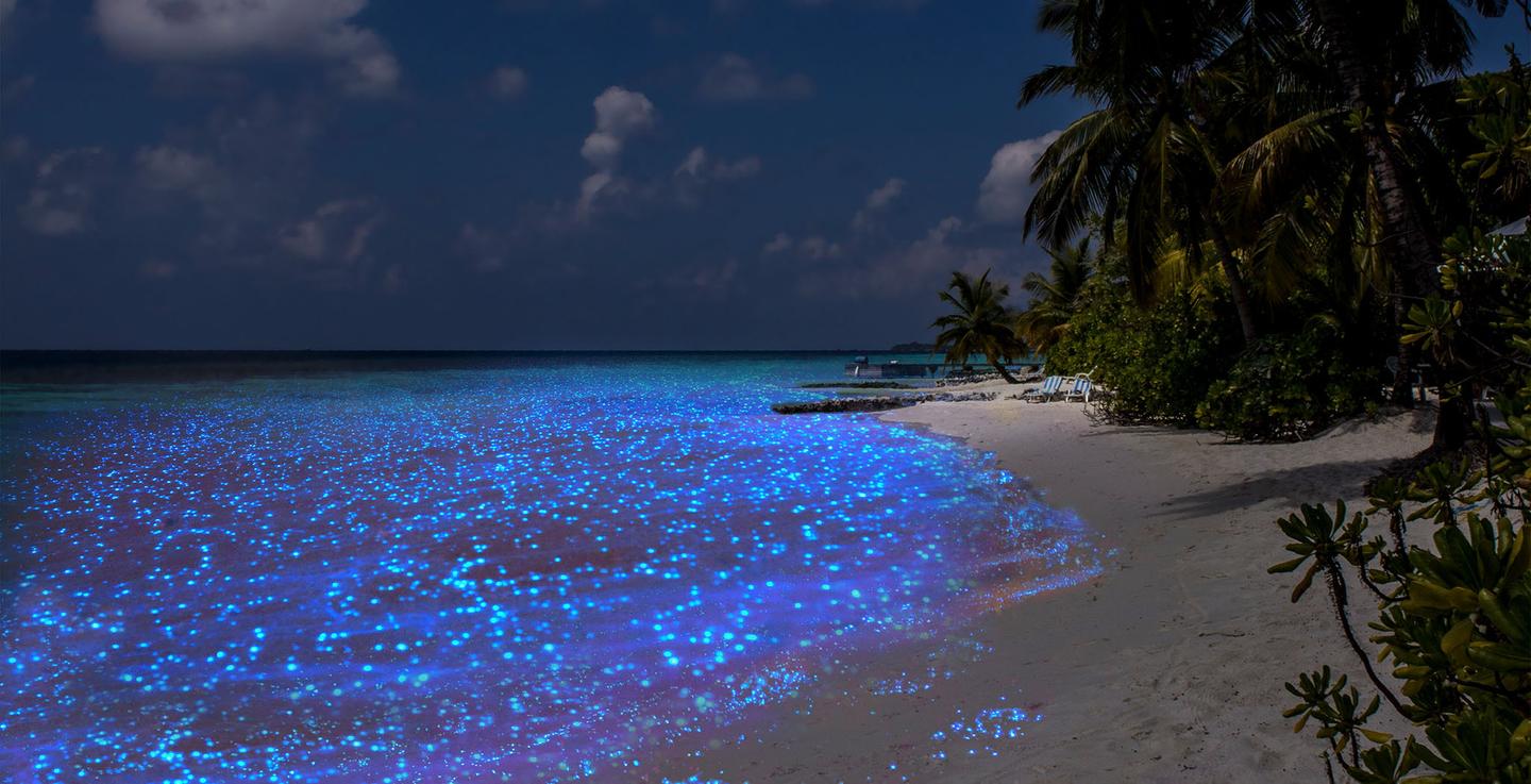 blt002882b67acc1b7c-malediven-leuchtender-strand-und-meer-funkelndes-meer-und-strand-bei-nacht-g-468537162.jpg malediven-leuchtender-strand-und-meer-funkelndes-meer-und-strand-bei-nacht-g-468537162.jpg