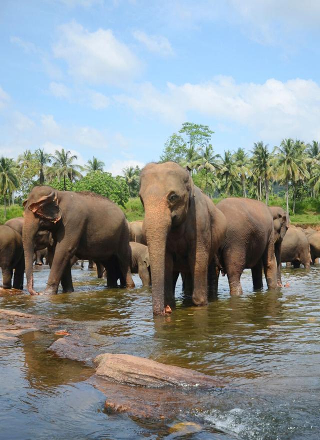Hotel auf Sri Lanka buchen Elefanten auf Sri Lanka