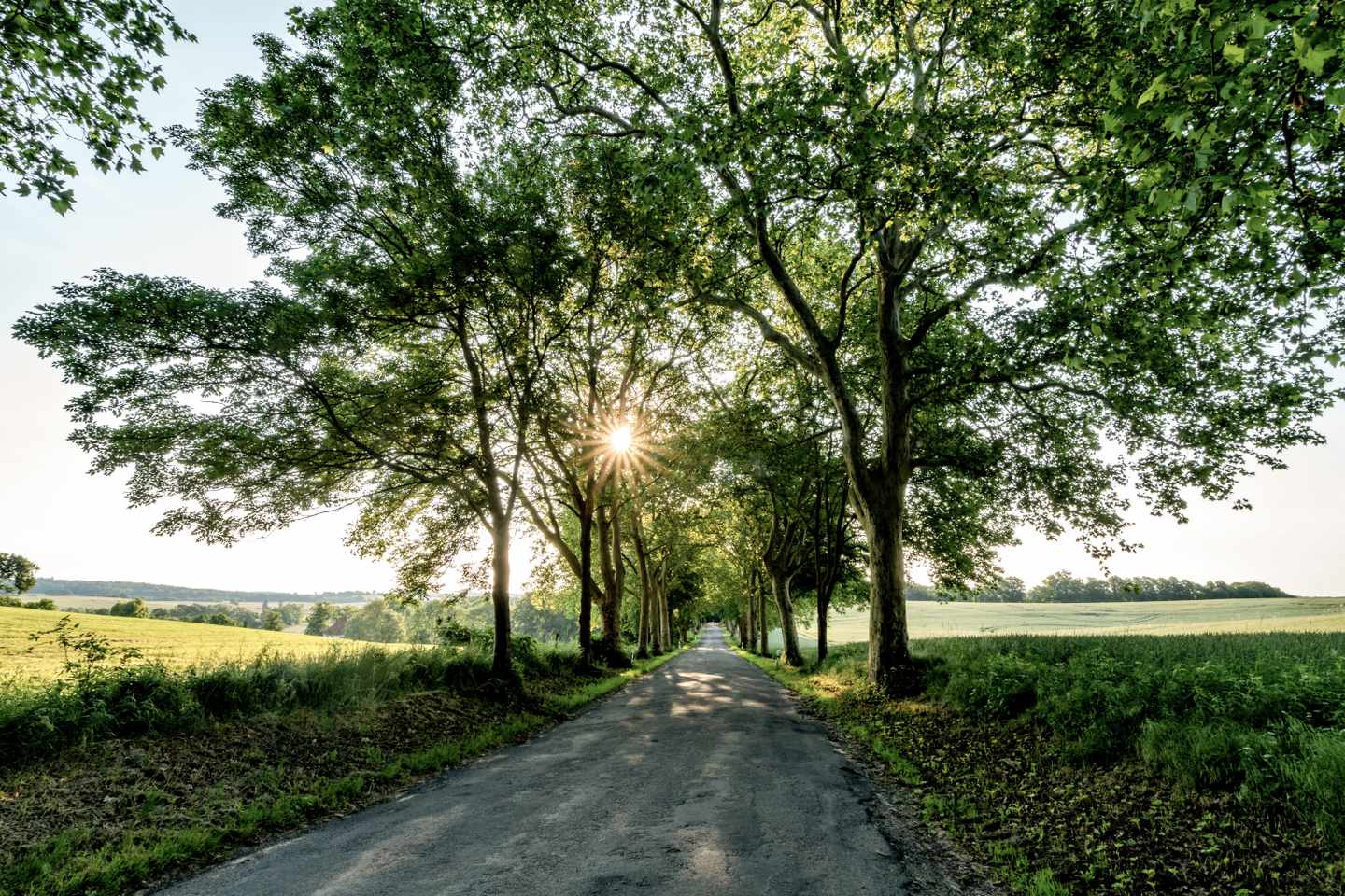 deutschland-mecklenburg-mecklenburgische-seenplatte-allee-g-1607951336.jpg