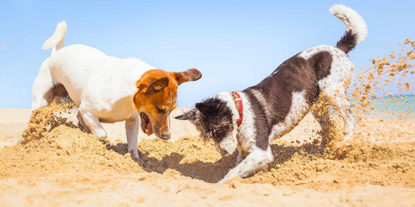 urlaub-mit-hund-zwei-hunde-graben-ein-loch-am-strand-g-910130768.jpg