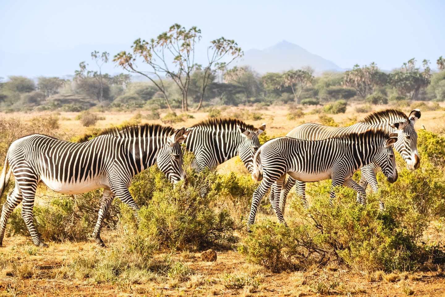 kenia-samburu-nationalreserve-grevys-zebras-gruppe-g-1301269514.jpg
